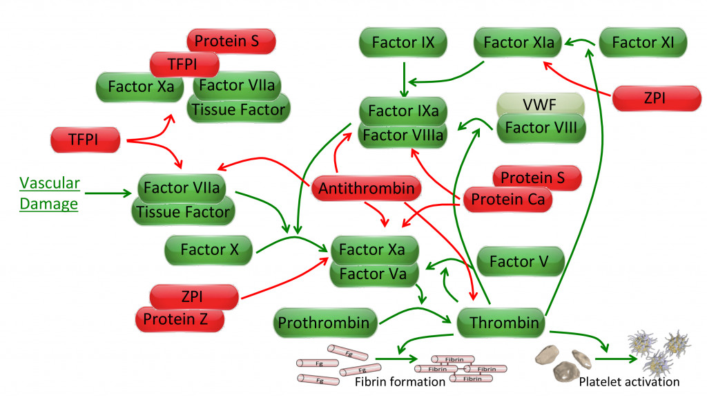 coagulation cascade